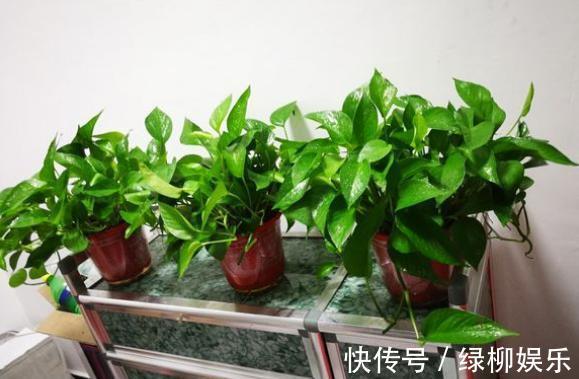 浇水|养绿萝,记住养护“方法”,轻松爬满墙,净化空气效果一级棒