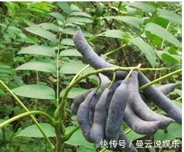 营养成分|叫不出来名字的野果,每天食一个,越吃越健康