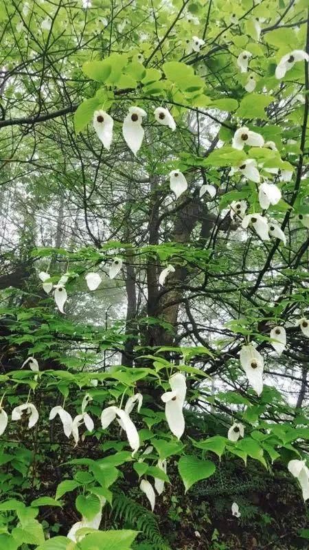 国家一级保护植物珙桐花盛开在玉舍国家森林公园