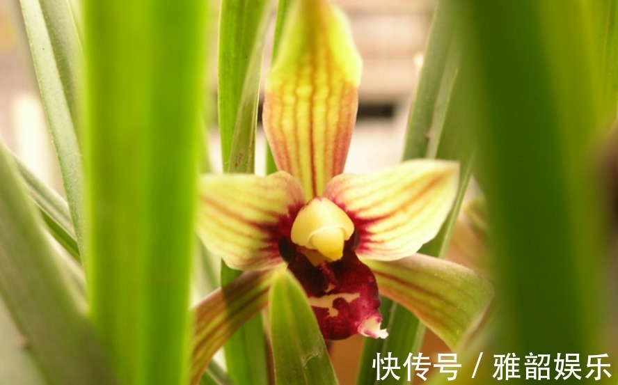 兰花|兰花叶子枯黄,根系腐烂先别仍用1招能拯救,新根新芽生长快