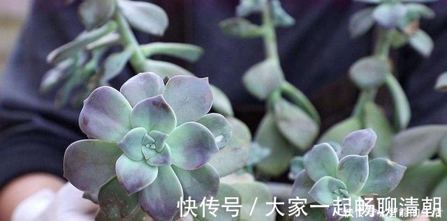 花友|它被称为多肉植物中的黑马，长速快，适应能力强，不种一盆就亏了！