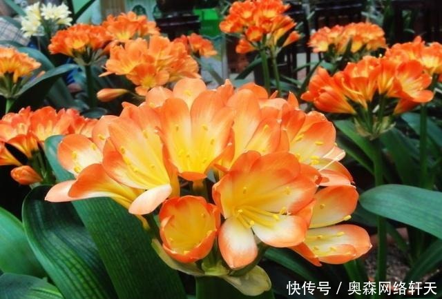 富贵竹|这4种“绿植”,穷就更要买,在客厅养一盆,慢慢“白手起家”!