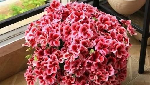  不用|天竺葵不用买，折一段枝就能开成花球！