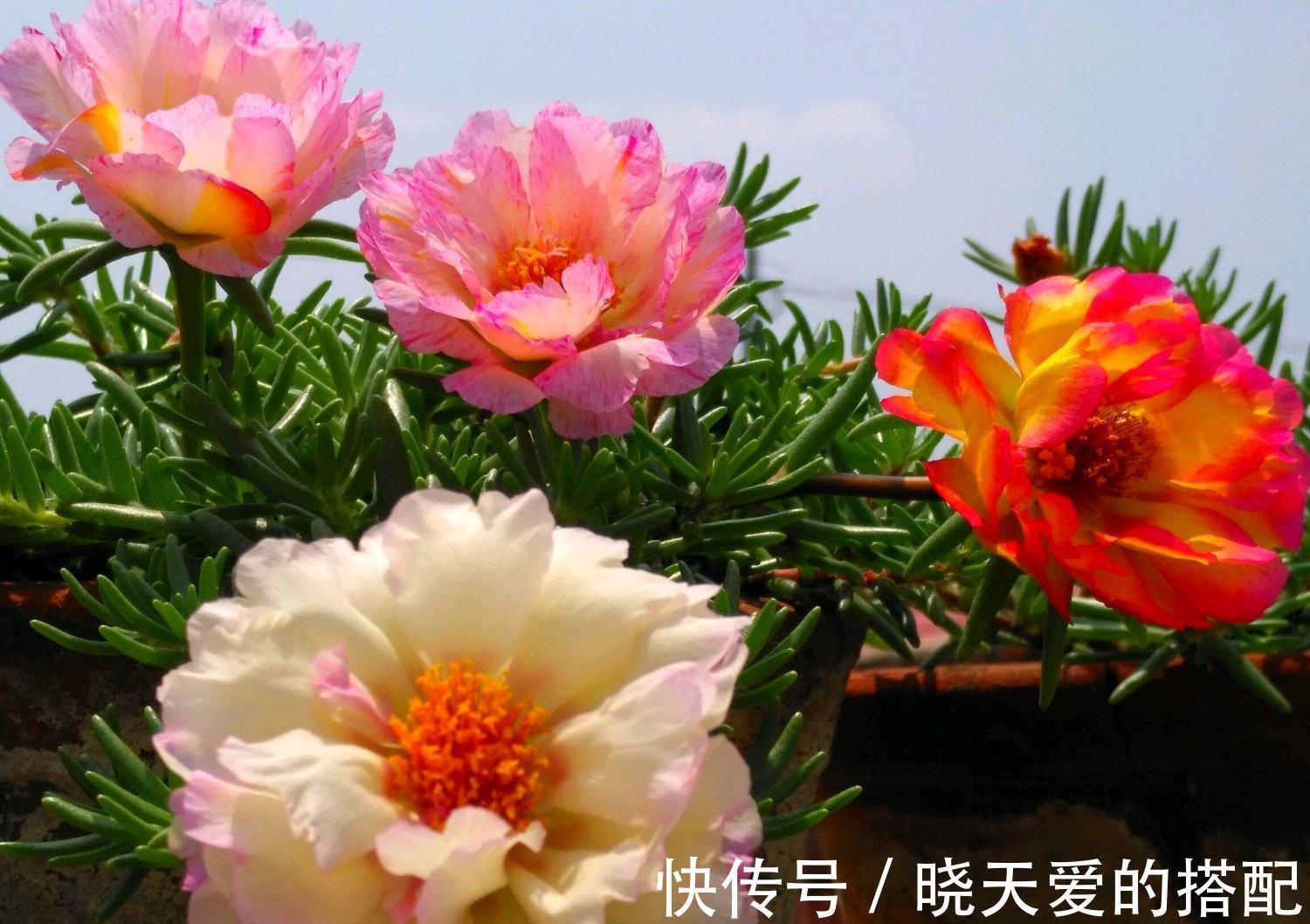 适合十月养的“14种花”,成活率高,能早日开花,喜欢别错过