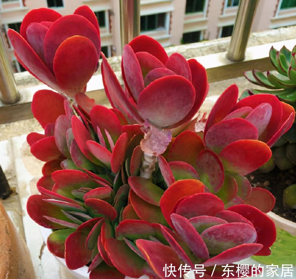 夏天|张大哥养肉10多年，总结出4个“耐热品种”，肉迷都喜欢