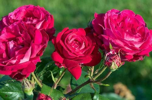  低矮|3种花超让人喜欢，植株低矮，花色绚丽，四季开花不停