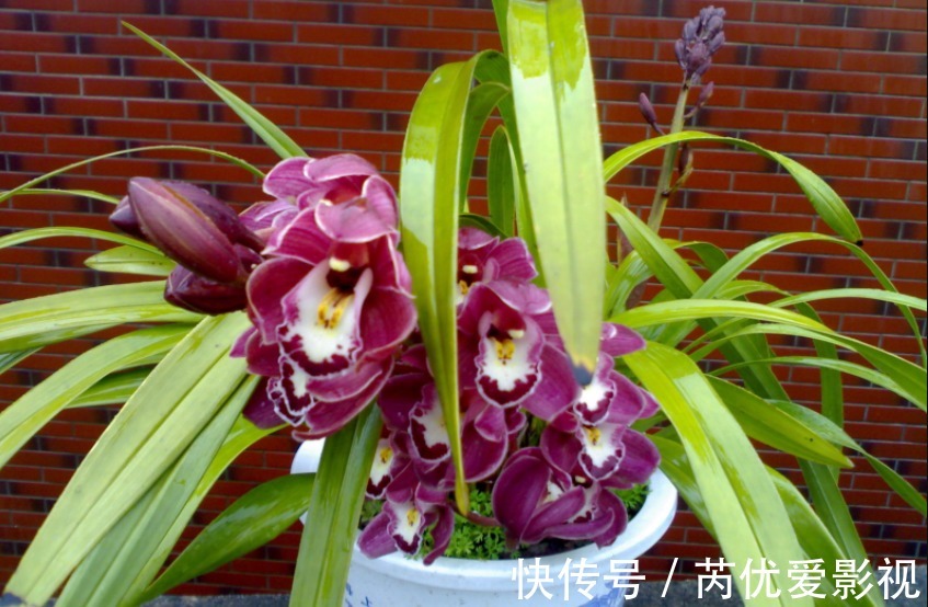 盆栽花谢后就扔掉？太浪费了，这3样“弄一下”年年开花