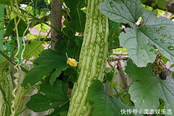 夏天|夏天吃苦瓜,胜过十副药!吃苦瓜有3个好处,为了家人健康了解下