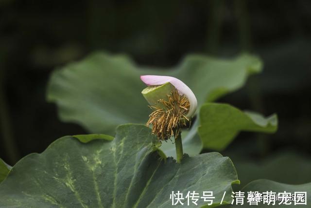 赏荷花|圆明园千亩荷花开始“接客”，可泛舟近赏“莲叶何田田”