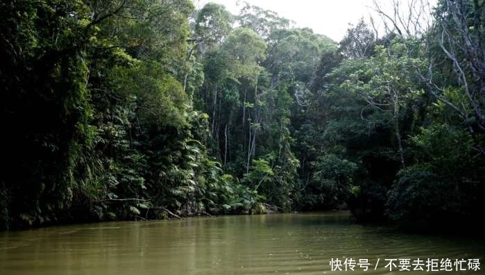 入热带|石叟诗影 就着图片说感觉闷 绿 惊 恼 我的热带雨林体验