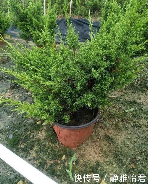 危害|家里不能养的花,这3类绿植,白送都不要,危害巨大不建议养