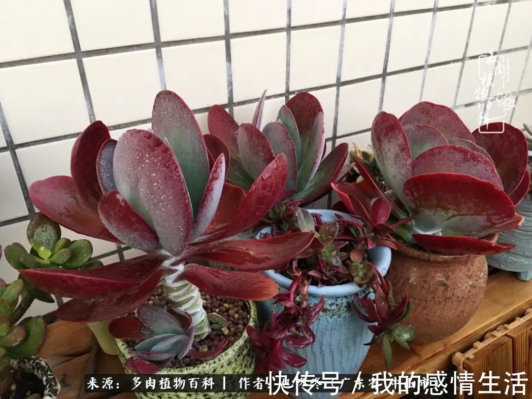 养多肉的路上患得患失,却依然如最初般热爱!