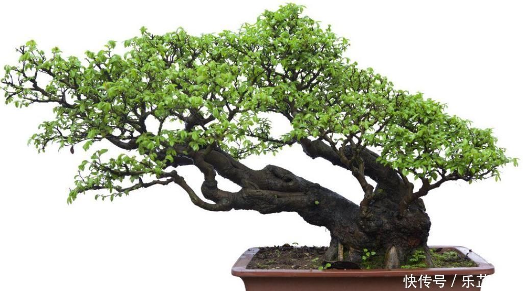 想要把小苗罗汉松,快速打造成“老桩盆景”,要做好这“几点”