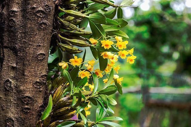 4种两栖花,不用土养的更棒,喷点水就花开满树丫