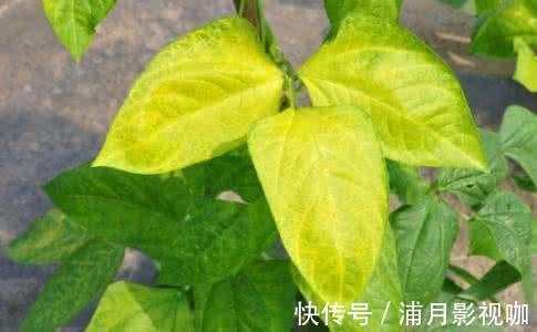 浇水|养绿植最怕“黄叶”,解决5大问题,叶片油亮亮,看着真喜人!