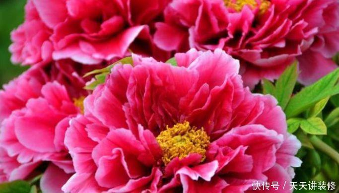 养花|养花就养此几款,形状特别,又显贵气,颜值超高的