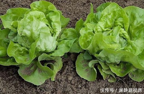 心肌缺血|生菜加一宝搭配，女性常食，失眠好了，大肚子平了，皮肤也水嫩！