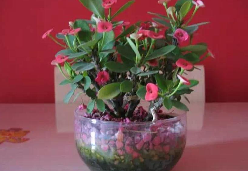 虎刺梅|盆栽虎刺梅,日常这么养,才能爆出一大片小花!