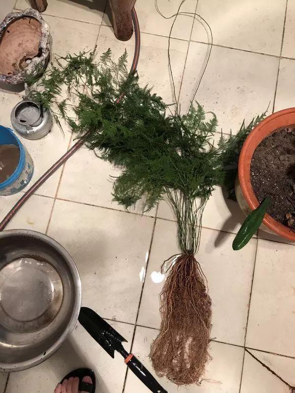 11月前，3种花该换盆了，再冷就迟了，过冬为难！