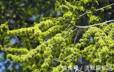 榆钱|农村一种野菜,长在树上不起眼,其实比肉贵,城里超市15元一斤