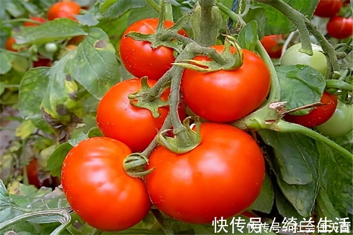 小番茄|冬天到了,不妨多吃3种食物,延缓衰老,减肥瘦身,早吃早受益