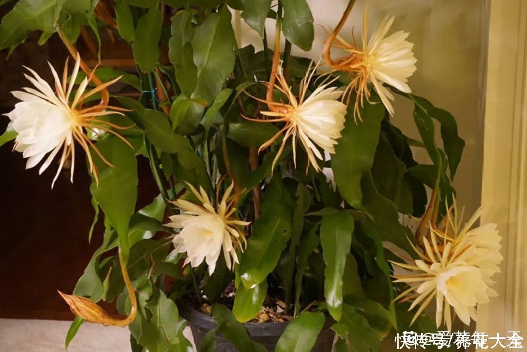 修剪|8月后，6种花别修剪，小心以后不开花