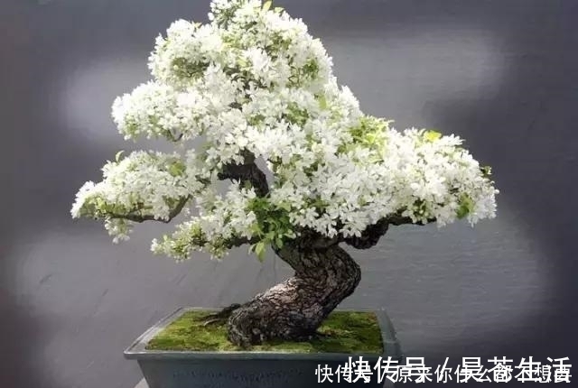 盆栽|世界上又一奢侈品《盆栽》一盆就是一座房子！