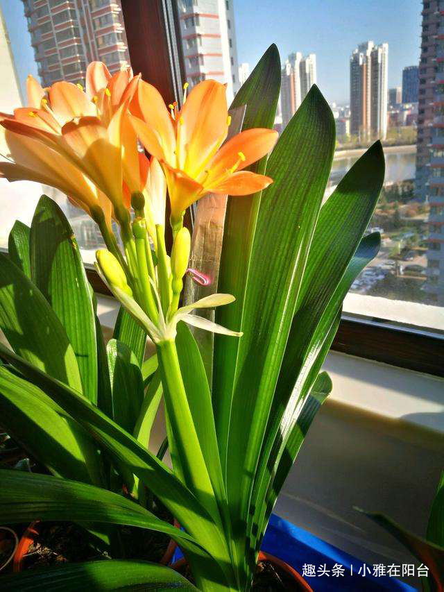 君子兰用啤酒擦叶，要注意“一点”，叶更绿更亮，花更大更艳！