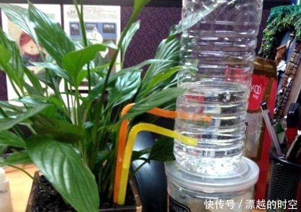 给花安个浇水神器,放心出门度假,再也不怕缺水萎蔫了!