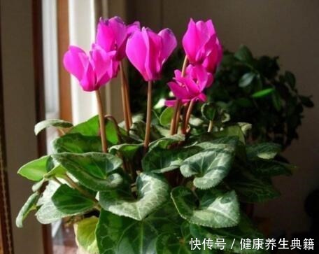 盆栽放阳台,别踩这4个“雷区”,否则耷拉、黄叶,死给你看!