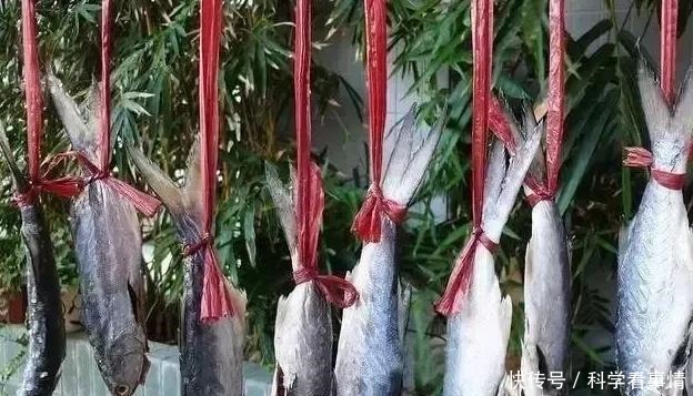 在中国“排名第一”的午鱼,是什么鱼