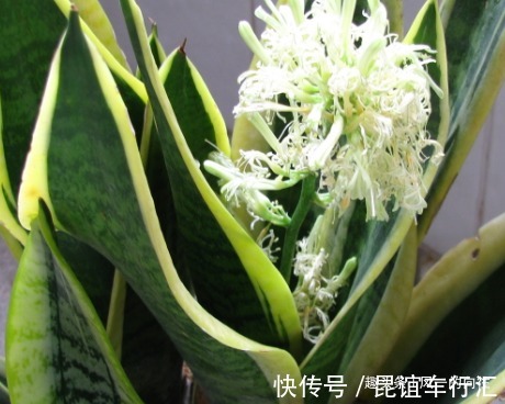 家养虎皮兰总是长不好,三个错误要避免,这样才能轻松长不停