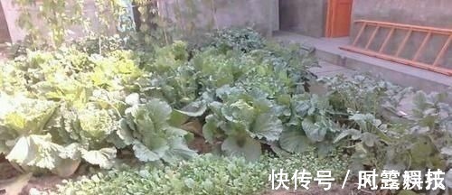 家庭和睦|晒晒我的农村婚房,院子种菜,卧室没床,但比住大别墅还舒服!