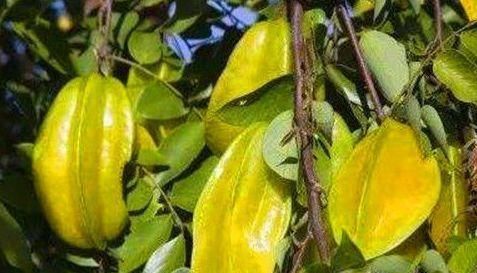 養(yǎng)生不可少的食物，不要錯(cuò)過，改善便秘，促進(jìn)排毒，越吃越健康