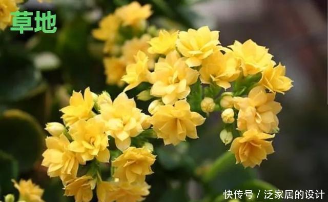 花友们,这花越养越上瘾,入坑成了品种控,家里开成花海洋