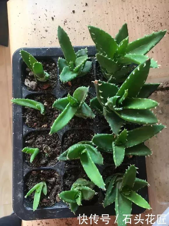 吊兰|这4种花“生崽”高产量,长1年撑破花盆,1次分出20棵