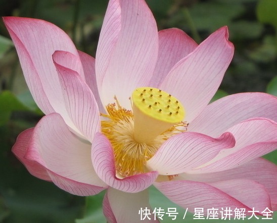 桃花|7月中旬，4属相遇贵人、接桃花，喜事不断，生活锦上添花