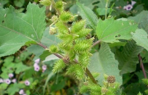 心脑血管|十人九腰痛,常见的它煮水喝,每天一杯,腰不疼,腿不酸,了解下