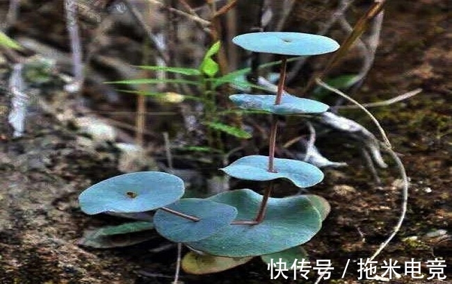 野草|农村人称“穿心莲”,山区石缝中的稀罕物品,如果有幸遇见别采摘