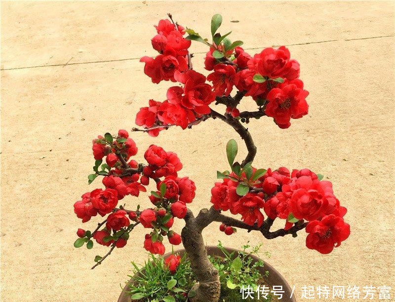 空气|这6款盆景,一款比一款有品位,“养不死”还净化空气