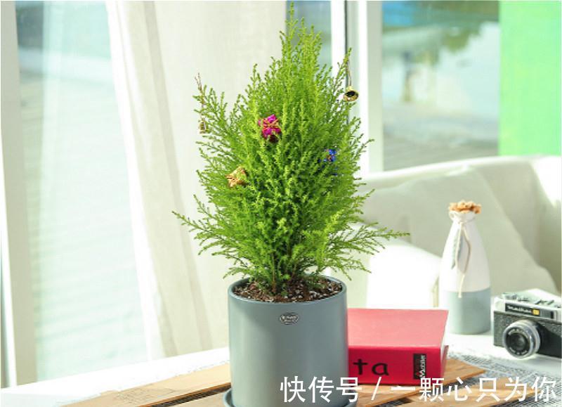圣诞将至,阳台挑个盆栽,摇身一变圣诞树