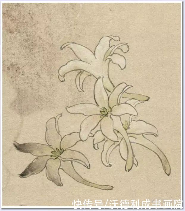 画菊|没骨百花图欣赏，美到骨子里
