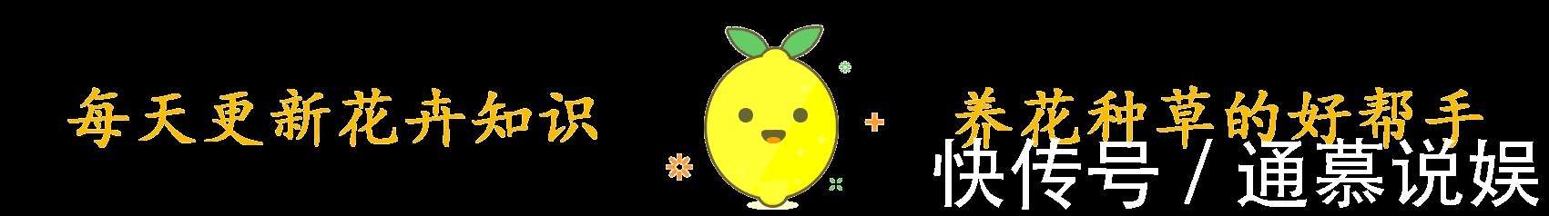 多肉不能随便养，挑这3个品种，三五年成老桩，价值涨了不少