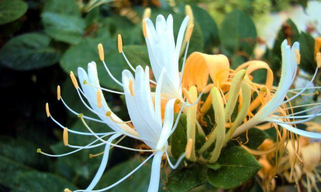 农历9月28日霜降后,养什么花?以下3种花,健康如意幸福满怀