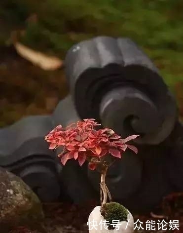 也许你不需要一个庭院就能有一个园林