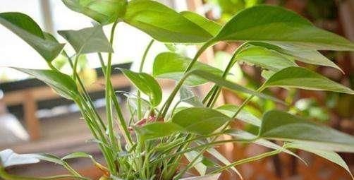 浇水|养花也要看基本功,这几个护根法不学会,养啥啥死