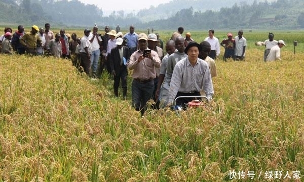 要来|非洲一盘白菜60元, 中国人来这开荒收获后, 当地人争相要来下地