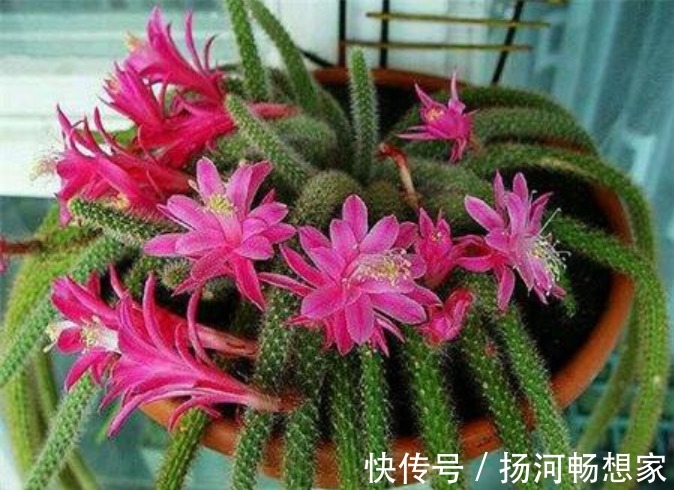 仙人掌科类|秋冬就养这“花”,越冷越爱开,比蟹爪兰还漂亮,养100盆也不多