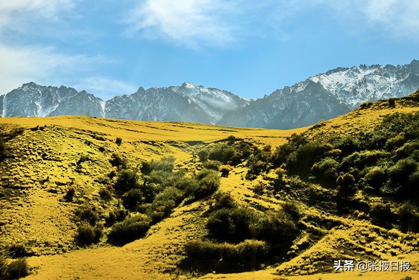 祁连山|秋色浸染祁连山，大都麻色彩斑斓惹人醉