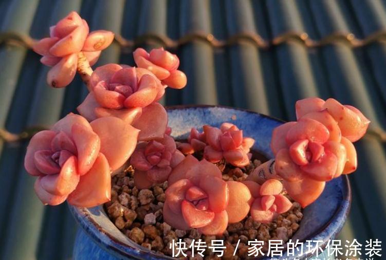 叶片|多肉秋季补全计划——不管新手or老手，来一棵软糯粉紫的彩虹糖吧